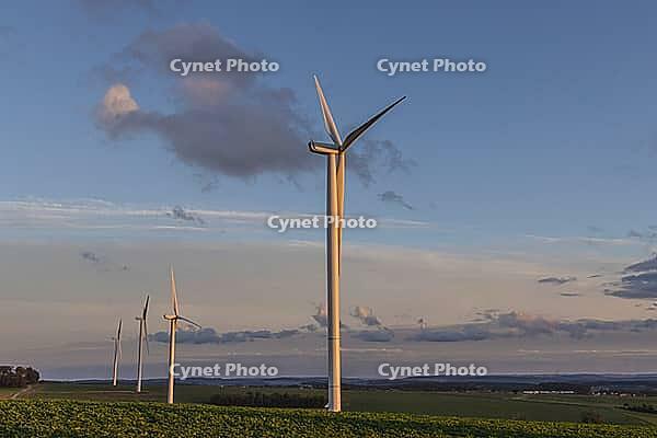 Windturbinen stehen im Spätsommerabendlicht unter blauem Himmel über offene Felder. Die Sonne schafft eine friedliche Atmosphäre und unterstreicht dabei erneuerbare Energien, Nachhaltigkeit und saubere Stromerzeugung [IBR125261624]