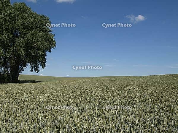 Feld in MVP [IBR125261625]