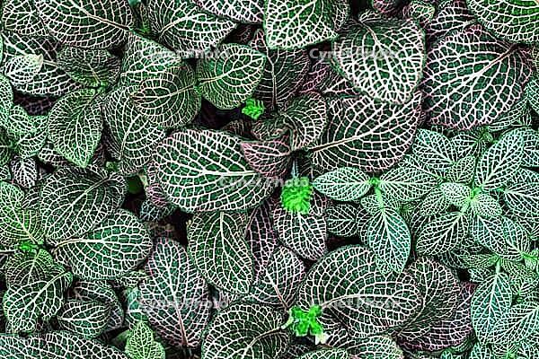 Leaves of Fittonia Albivenis with complex geometric pattern. Beauty in nature background [IBR125280302]