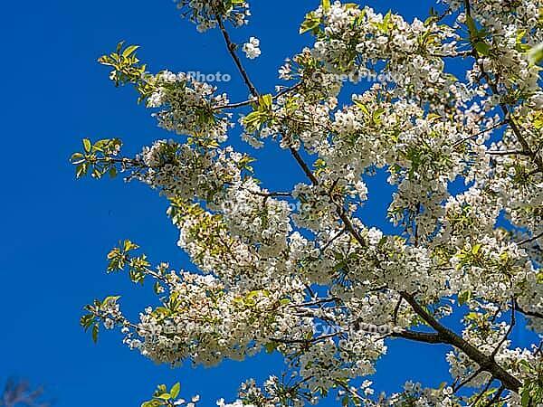 Wild cherry or sweet cherry (Prunus avium), cherry blossom, Braunschweig, Lower Saxony, Germany [IBR125280303]
