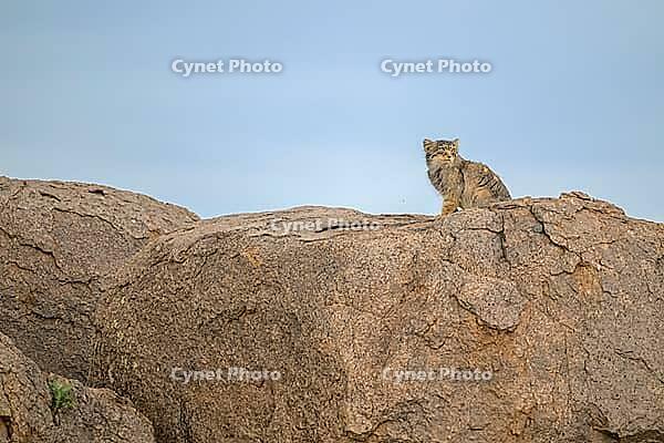 A lone wildcat perched atop a rock under a blue sky, Pallas cat, Otocolobus manul, Mongolia [IBR125280305]