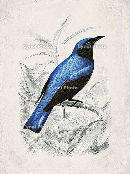 Edolius Species Azure Plumed Drongo, Vintage Scientific Engraving (1861) [IBR125280306]