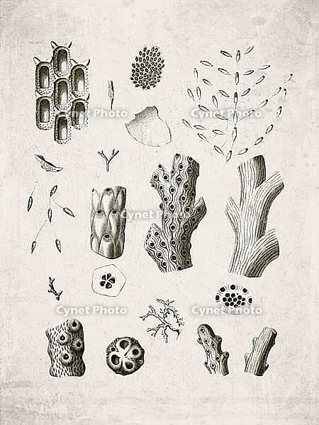 Colonial Bryozoan Skeletal Structures Historical Zoological, Vintage Scientific Engraving (1835) [IBR125280321]