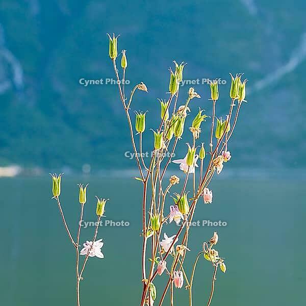 Wild columbine flowers (Aquilegia vulgaris) growing by a fjord, Eidfjord, Norway [IBR125280324]