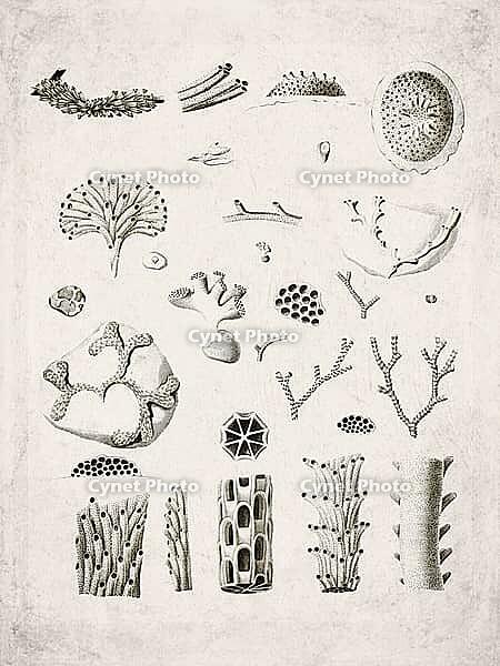 Sertulariid Hydrozoan Colonies Historical Zoological, Vintage Scientific Engraving (1835) [IBR125280327]
