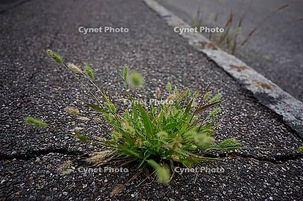 Setaria viridis pushing through the tarmac, road surface, sweet grass, grass, urban, road, Schwäbisch Hall, Hohenlohe, Germany [IBR125280331]