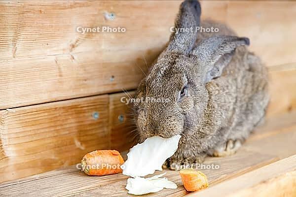 Adorable grey rabbit eating fresh vegetables including carrots and cabbage in cozy wooden hutch creating perfect domestic pet care scene [IBR125280340]