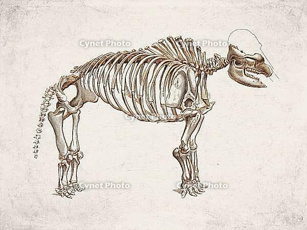 Mammut americanum American Mastodon, Vintage Scientific Engraving (1861) [IBR125280343]