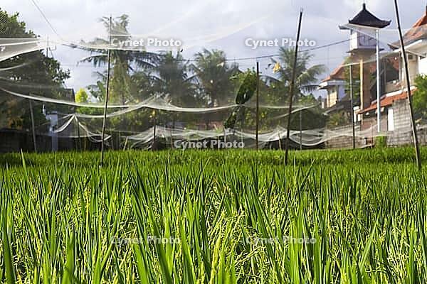Rice Planting in Bali island, Indonesia [IBR125280354]