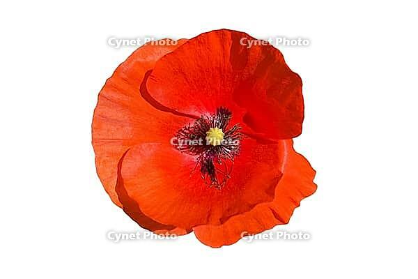 Spring natural beautiful poppy flower background [IBR125280366]