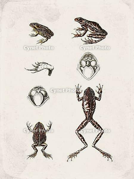 Frogs and Tree Frogs Amphibians, Vintage Scientific Engraving (1835) [IBR125280368]