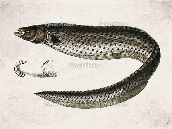Gymnotus Inaequilabiatus Electric Fish, Vintage Scientific Engraving (1835) [IBR125280370]