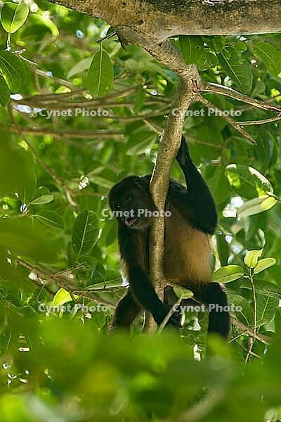 A howler monkey sitting in the tree tops of a forest [IBR125280377]