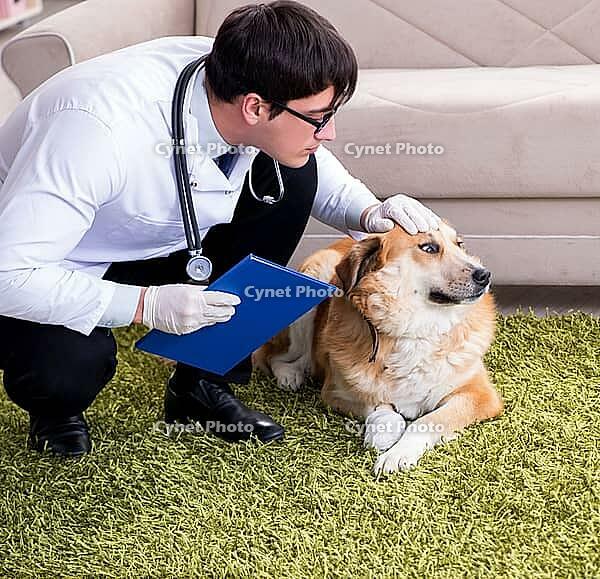 The vet examines the golden retriever dog during a house visit [IBR125304590]