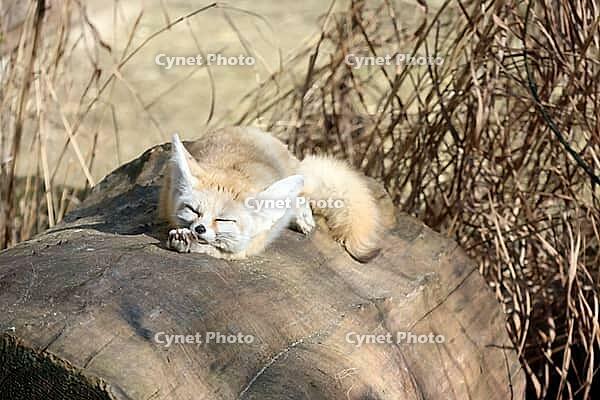A fennec fox relaxes on a sunlit log surrounded by dry grass, showcasing its large ears and sandy-colored fur. emphasizes the creature's adaptability and serene presence in its natural habitat [IBR125304591]