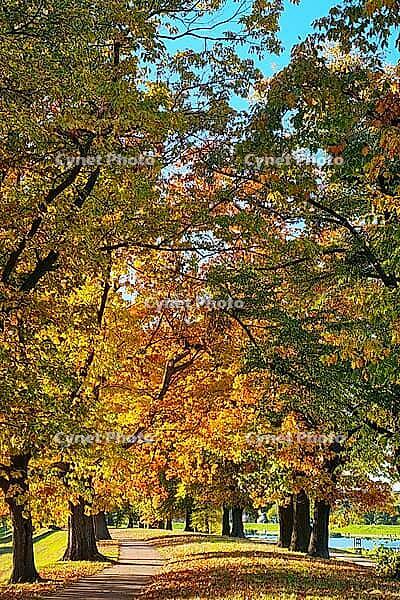 Trees with vibrant leaves of orange and yellow create a tunnel effect along a pathway. A body of water is visible nearby. The weather is sunny, suggesting a pleasant day in fall [IBR125304599]