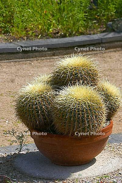 Echinocactus grusonii [IBR125304609]