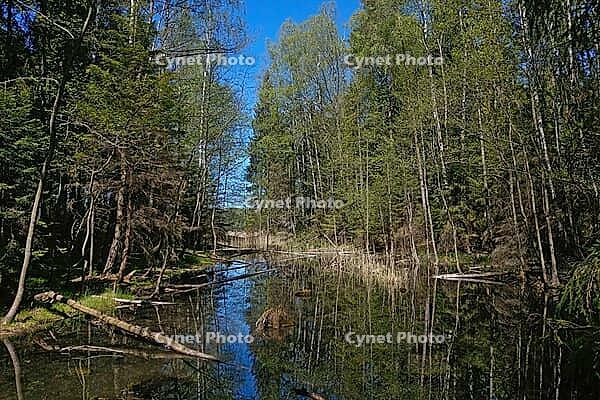 Small Boggy Lake in the Forest on a Sunny Day [IBR125304623]
