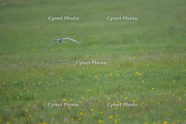 A bird flying above a green meadow dotted with yellow flowers, creating a serene scene, Sterna Paradisaea, Scotland, United Kingdom [IBR125304637]