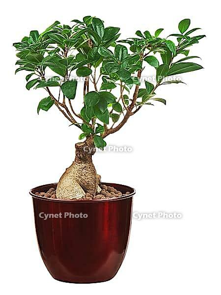 Money tree in vase isolated on white background. Closeup [IBR125304687]