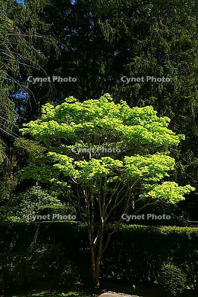 Japanese maple [IBR125324066]
