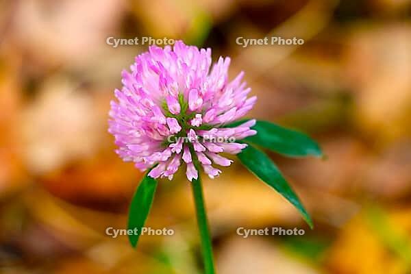 Close-up clover flower in the meadow. Nature [IBR125324083]