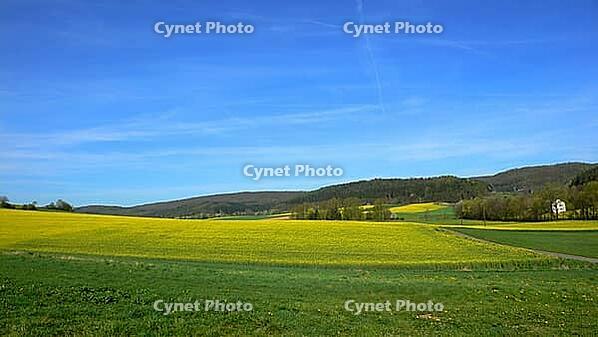 Rape field in Werra-Meißner-Krei, North Hesse [IBR125324086]