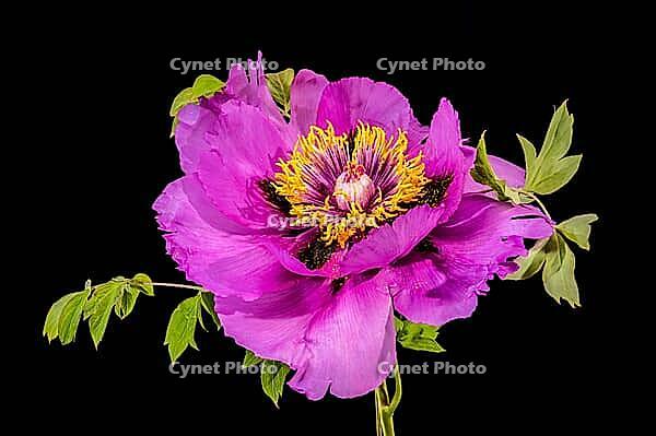 A detailed close-up of a blooming purple tree peony featuring a bright yellow center and delicate water drops on ruffled petals isolated against a solid black background [IBR125324094]