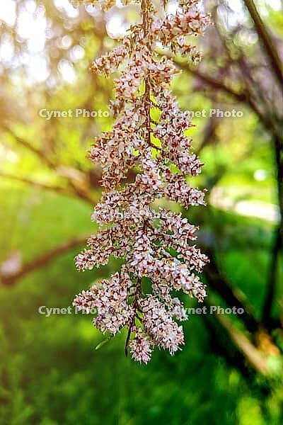 View of a Flowering Branch in the Garden, the Beginning of Spring, Nature Comes to Life [IBR125324116]