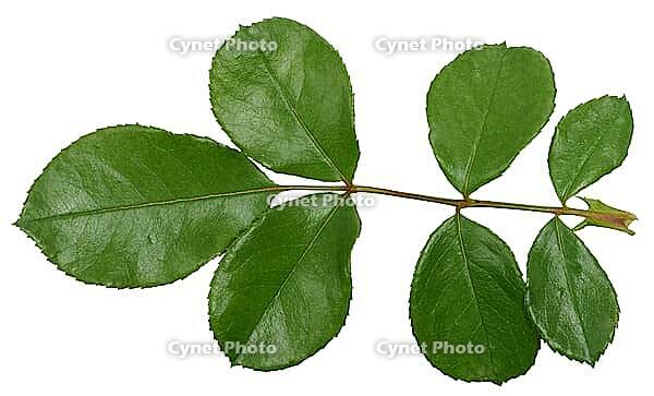 Rose branch with green leaves on stem on isolated background, top view [IBR125331133]