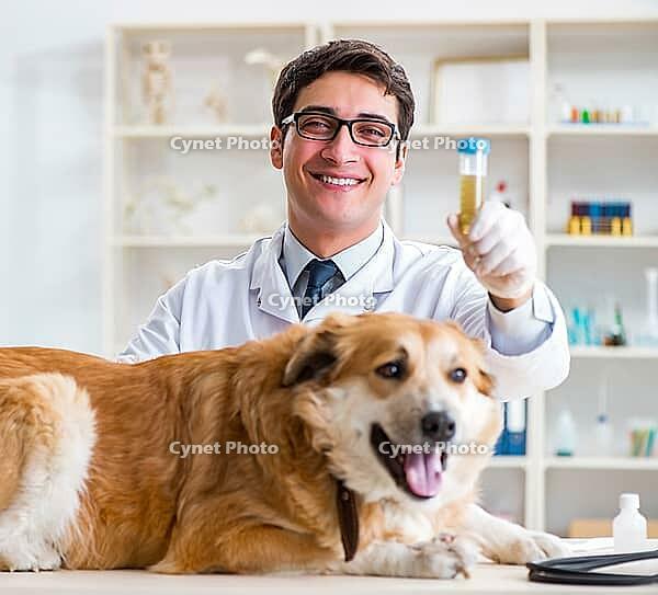 The doctor examines the golden retriever dog in the veterinary clinic [IBR125331138]
