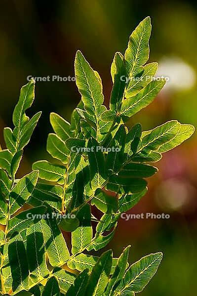 Royal fern against light in bog - Osmunda regalis [IBR125331141]