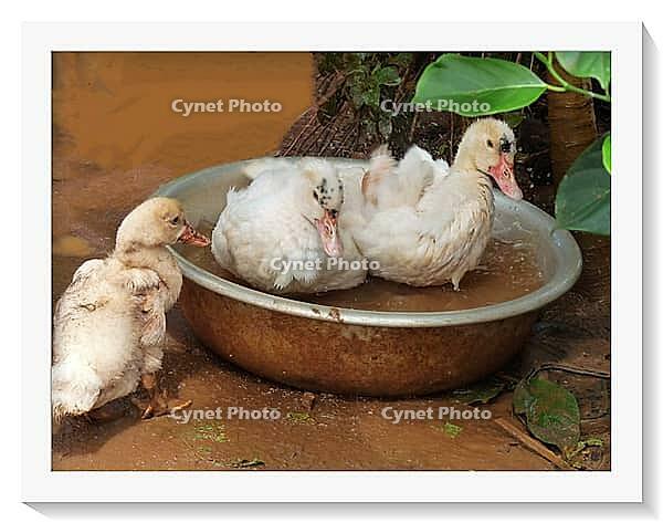 Close up of three sweet little ducklings playing in a bowl of water. [IBR125331144]