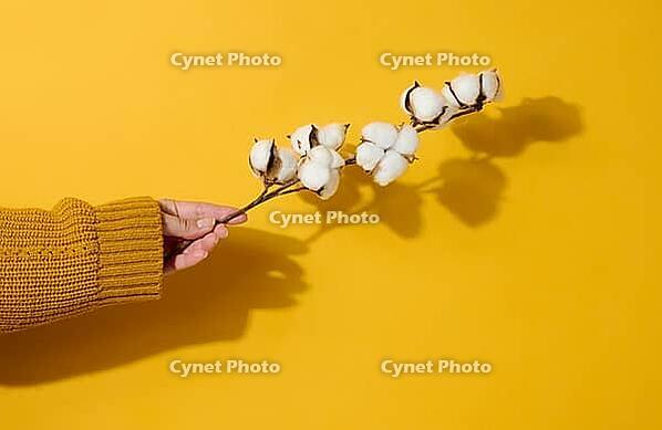 Female hand holding a twig with cotton flowers on a yellow background, close up [IBR125331145]