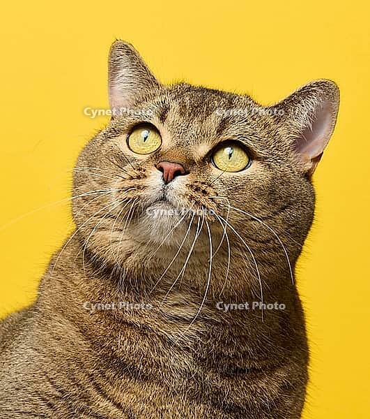 A cute adult straight-eared Scottish breed gray cat sits on a yellow background [IBR125331146]