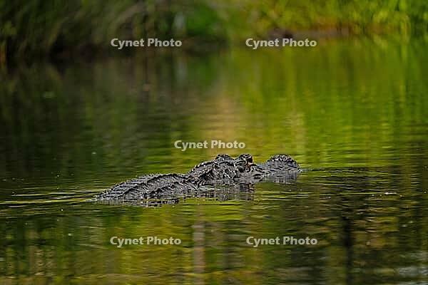 Swimming alligator at Okefenokee National Wildlife Refuge in Georgia [IBR125331171]