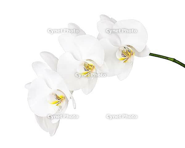 White orchid isolated on white background. Closeup [IBR125331175]