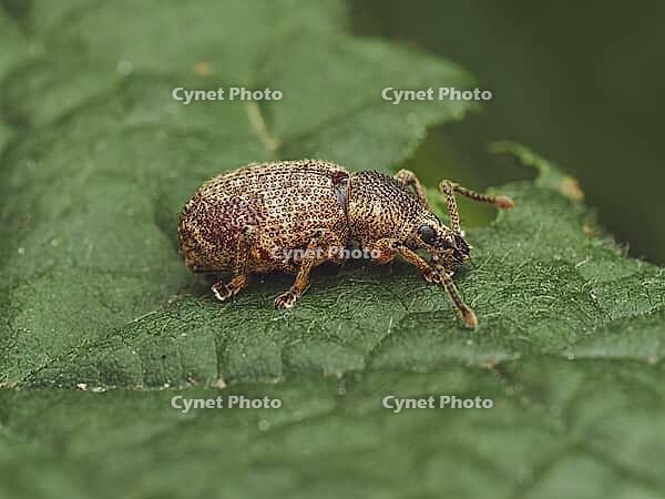 A single Clay-coloured Weevil on a leaf (Otiorhynchus singularis) [IBR125331181]