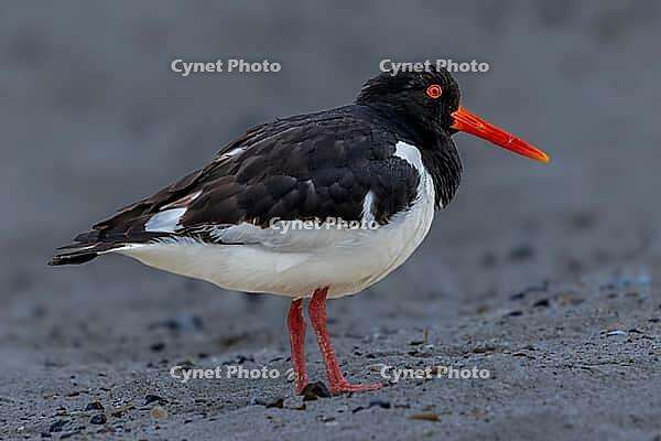 Oystercatcher (Haematopus ostralegus) seen from the side on a sandy beach, Heligoland, Germany [IBR125331194]