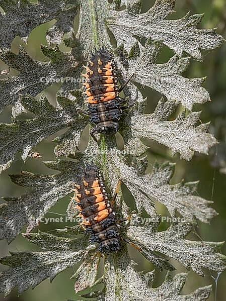A pair of Ladybird larvae on an Achillea plant [IBR125331195]