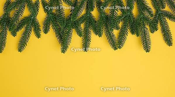 Green spruce branches on a yellow background, place for an inscription, top view [IBR125331203]