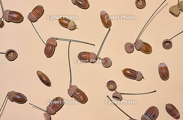 Top view of scattered acorns on a beige background [IBR125331211]