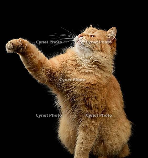 Red longhaired cat sitting and stretching front paw up, claws extended, attentive look directed upwards, isolated on black background [IBR125331213]