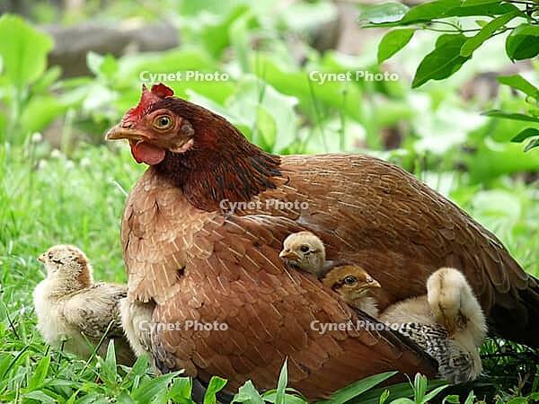 Endearing image of mother hen protecting her chicks representing the concept of caring and feeling safe and loved [IBR125331214]