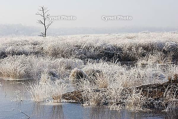 Icy moor landscape at sunset [IBR125344235]