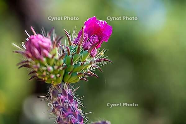 A blooming cactus in Tucson, Arizona [IBR125344238]