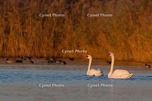 Two humped swans in the evening light in the trickle fields near Münster - cygnus olor [IBR125344240]
