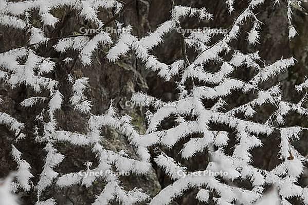 Tailored branches, snow-covered branches [IBR125344244]