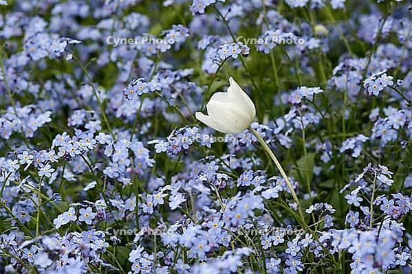White tulip in blue flowers [IBR125344259]