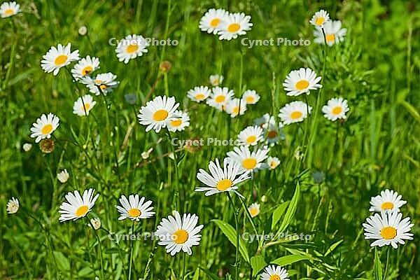 Green flowering meadow with white daisies. Natural background [IBR125344262]